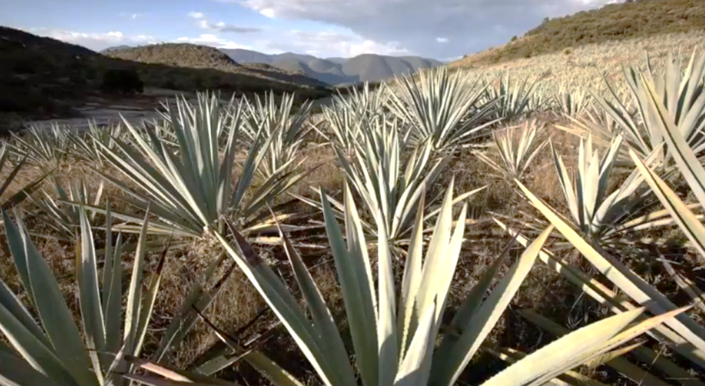 Tequila/Mezcal - Whisky Gourmet